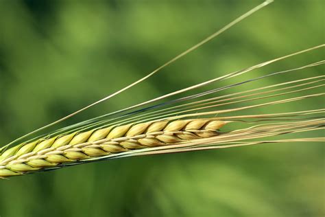 Barley, The Super Grain- Health Benefits, Side Effects & How to cook