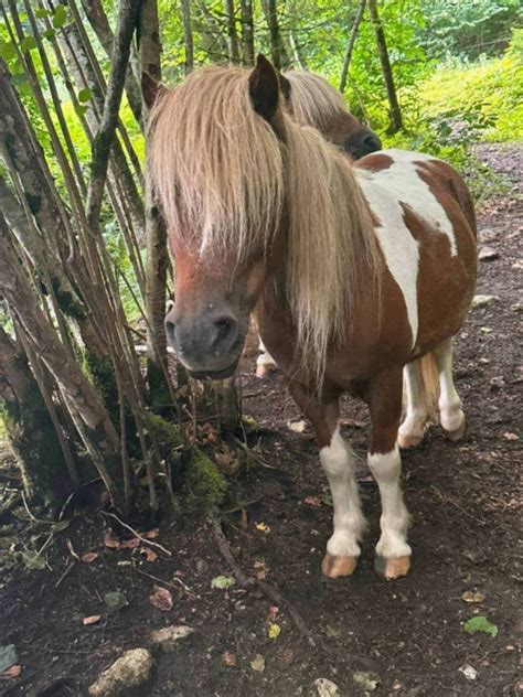 Pferdemarkt Pony Pony Stuten Kaufen Landwirt