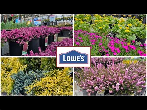 New Arrivals Lowes Garden Center Inventory April New Arrivals