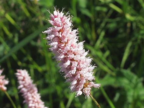 Common Bistort Persicaria Bistorta Wildlife Insight