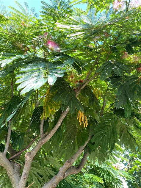 Persischer Schwellenbaum Albizia Julibrissin Ombrella