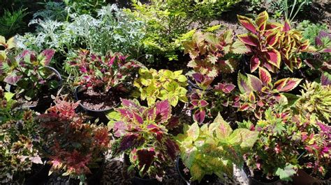 Яркость и красота колеуса летом. Обзор коллекции в саду. Миксы и ...