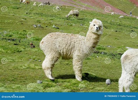 White Lama Stock Photo Image Of Fleece Farming Brown 79030432