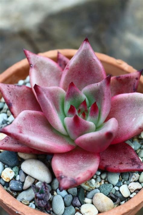 Echeveria Taurus Ø 7 см