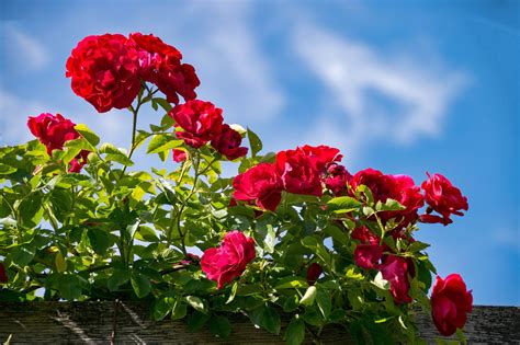 Rose Height Darmstadt Hesse - Free photo on Pixabay