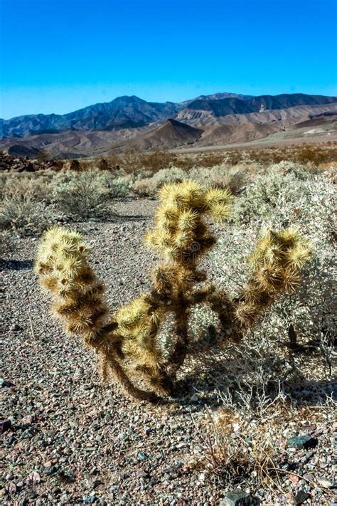 Teddy Bear Cholla Cylindropuntia Bigelovii Cactus With Tenacious