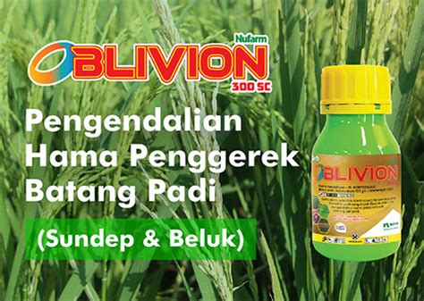 Pengendalian Hama Penggerek Batang Padi Nufarm Indonesia