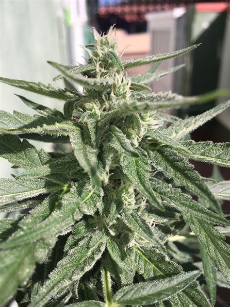 Sweet Seeds Green Poison Xl Auto Grow Diary Journal Harvest By