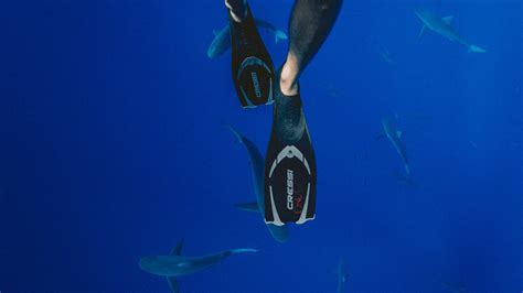 Diving With Sharks: 8 Critical Safety Tips To Know! - Great White Shark