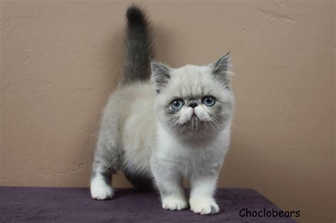 Chaton Exotic Shorthair et Himalayen Blanc, 12 semaines
