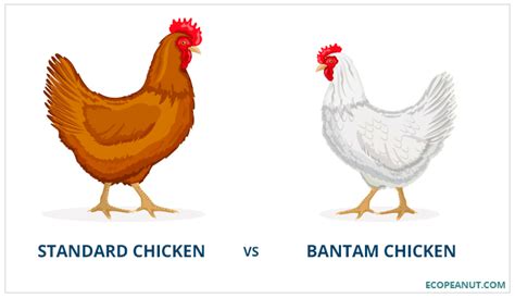 Bantam Chickens: Breeds, Facts, Eggs And Where To Buy