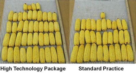 Crop Physiology Crop Physiology