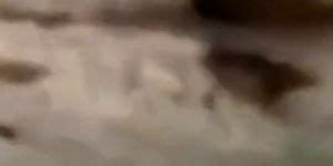 Pinoy Sex In Cemetery Porn Videos