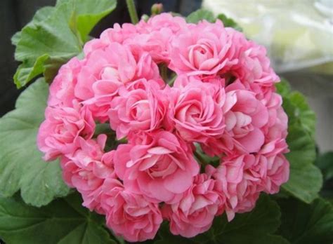 Описание пеларгонии Millfield Rose: как посадить и ухаживать ...