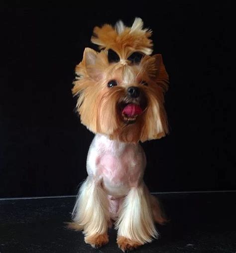 100 Yorkie Haircuts For Males Females Yorkshire Terrier Hairstyles In 2020 Yorkie