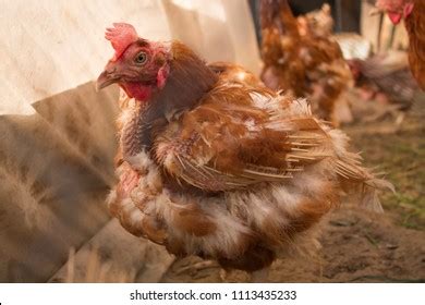 Unhealthy Naked Chicken Portrait Chicken Closeup Stock Photo Shutterstock