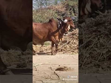 Gir Gay For Sale YouTube