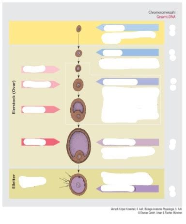 Schaubild „Oogenese“ | Quizlet