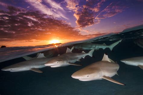 Blacktip reef sharks : r/TheDepthsBelow