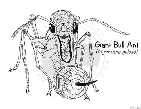 Giant Bull Ant by Creature-Studios on DeviantArt
