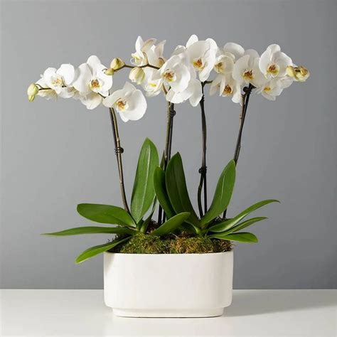 How to repot orchid aerial roots: in 5 easy steps | Homes & Gardens