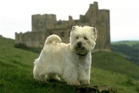 west highland white terrier westie puppies  sale  reputable dog breeders