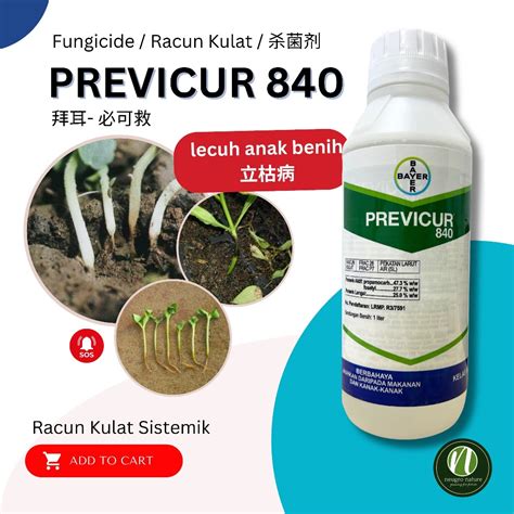 Bayer Previcur L Fungicide Racun Kulat Mengawal Lecuh Anak