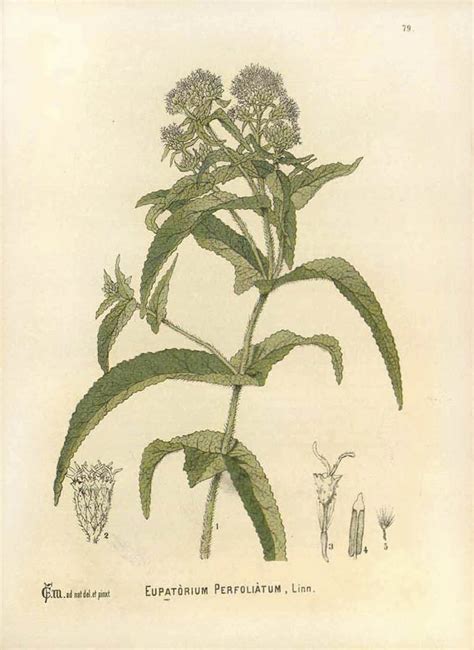 Wisconsin Wildflower | White Snakeroot | Ageratina altissima