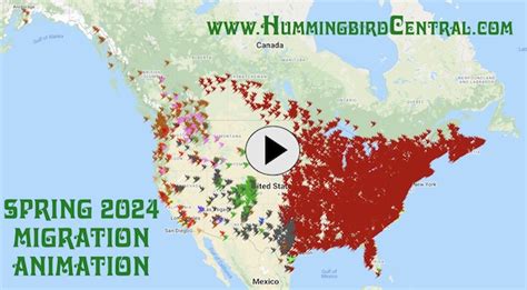 2025 hummingbird spring migration map, 2025 hummingbird sightings ...