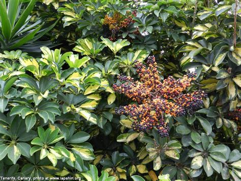 Succulent Atlas - Peter Lapshin