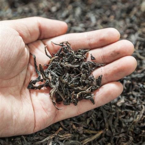What Does Oolong Tea Taste Like How To Make Greatest Oolong Tea