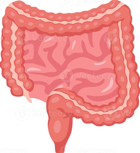 Intestino Del Ser Humano Diseño De Dibujos Animados 17415536 Png