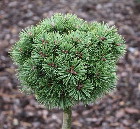 Сосна Горная на штамбе (71 фото) - фото - картинки и рисунки: скачать ...