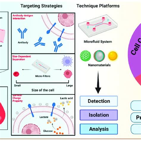 Schematic Illustration Of Circulating Tumor Cells Ctcs Invasion In