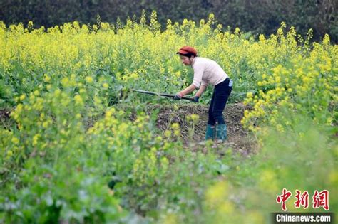 广西仫佬山乡：惊蛰至 农事忙凤凰网宁波凤凰网