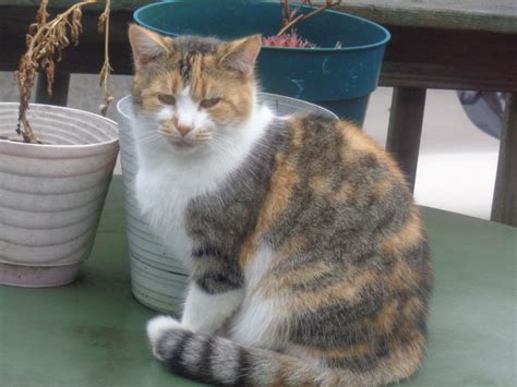 картинки : Кот, Млекопитающее, Бакенбарды, Позвоночный, Полосатый кот ...