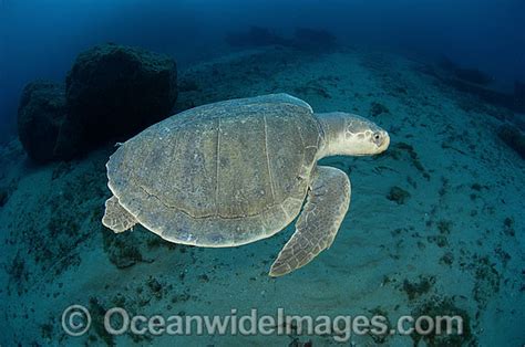 Kemp S Ridley Sea Turtle Lepidochelys Kempii Photo