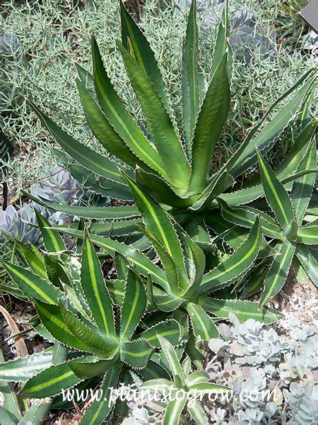 Agave Roezliana Plants To Grow Plants Database By Paul S Drobot