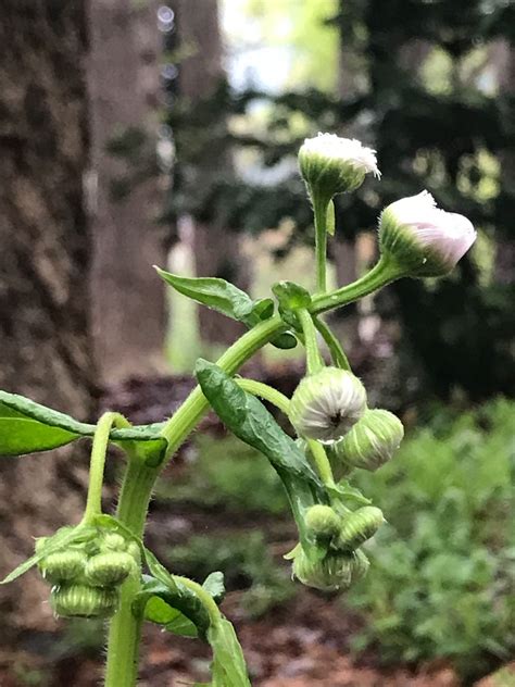 紹介：植物 春の新宿中央公園で見かけたハルジオン貧乏草を紹介するよ Chinasukiのブログ