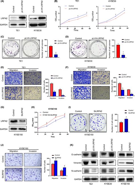 Lrfn2 Inhibits Escc Proliferation Invasion And Metastasis In Vitro