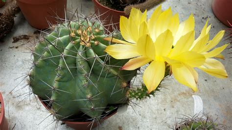 Images Gratuites La Nature Cactus Fleur Botanique Flore Les