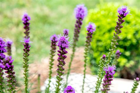 Prairie Blazing Star Care And Growing Guide