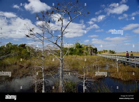 Paseo Del Parque Nacional Everglades Fotograf As E Im Genes De Alta