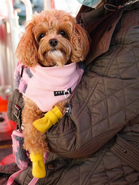 Riding the aquabus vancouver reveals a surprise harbor view 20