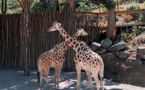 481 Awesome & Unique Zoo Slogan Ideas and Taglines in 2026