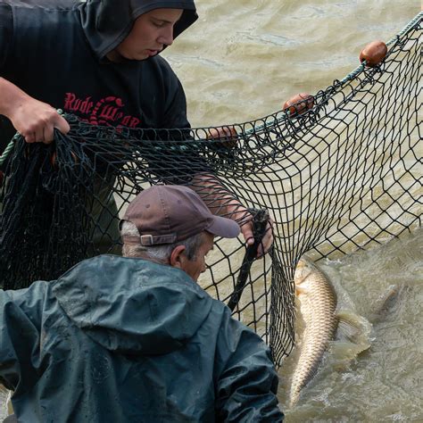 Bruno Fourmond Pcb Poissons De Dombes