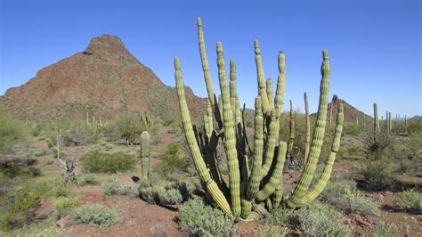 Organ Pipe Cactus National Monument — The American Southwest
