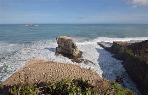 Muriwai Gannet Colony - Best Photo Spots