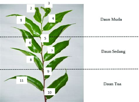 Gambar 1. Pengelompokan daun tanaman gaharu Figure 1. Gaharu leaf ...