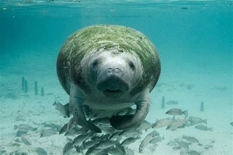 16 Great Barrier Reef Animals to Spot on Your Next Visit